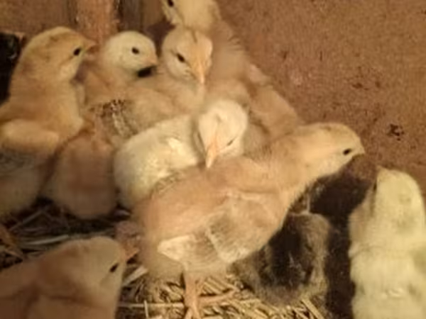 Chickens