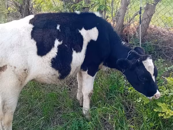 गाय, गोलस्टीन नस्ल — मॉल्डोवा