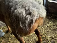 Berbec, Arashan sheep — foto 3
