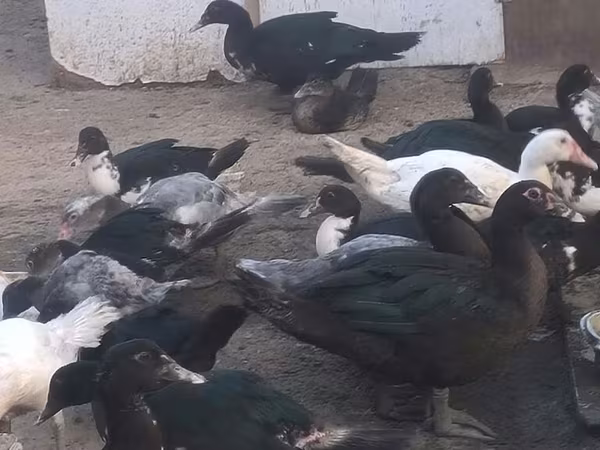 Ducks
