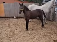 Cavalo, Lipizzaner — foto 5