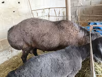मेढ़ा, Hissar sheep — फ़ोटो 3