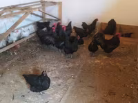 Australorp — Foto 1