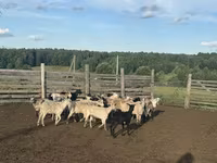 แกะตัวผู้, Edilbay sheep — รูปภาพ 2
