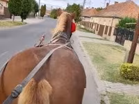 اسب نر, اسب — عکس 1