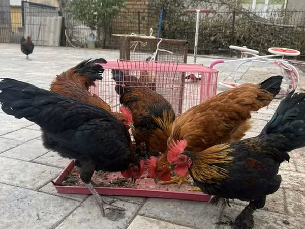 Chickens
