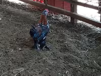 Chickens — sawirka 3