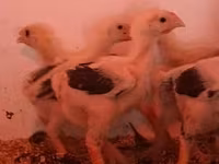 Chickens — акс 5