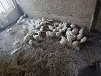 Chickens — รูปภาพ 1