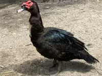 Ducks — foto 1
