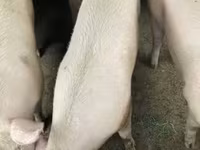 خوک ماده — عکس 6