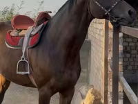 Pastuv, Friesian sport horse — fotografija 1