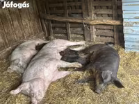 Scrofa, Крупная белая — foto 5