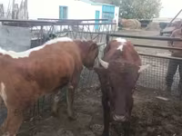 Banteng, Simmental cattle — foto 4