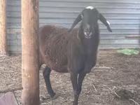 Kambing jantan, Sheep — foto 5