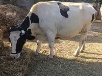 Koe, Holsteinras — foto 4