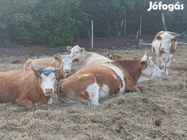 Ko, Simmental cattle
