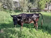 Krowa, Bydło — zdjęcie 3