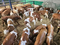 Ցուլ, Simmental cattle — լուսանկար 2
