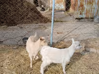 بز ماده, Saanen goat — عکس 1