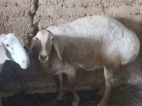 Berbec, Arashan sheep — foto 3