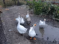 Geese — foto 3
