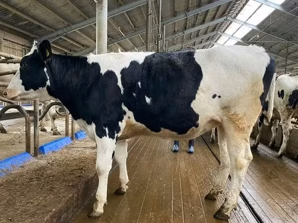 母牛, Holstein breed