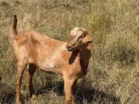 Kozel, Kozy — foto 4