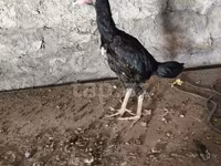Chickens — zdjęcie 3