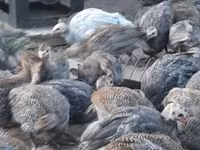 Guinea fowl — foto 8
