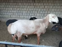 قوچ, Edilbay sheep — عکس 5