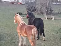 گھوڑی, Shire — تصویر 6
