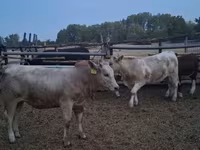 Bulle, Simmental cattle — Foto 2