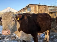 Býk, Holštýnské plemeno — foto 6