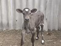 گاو نر, Swiss cattle — عکس 3
