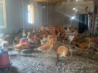 Chickens — عکس 4
