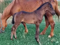 Жребец, Hungarian horse breed — снимка 6