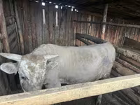 ষাঁড়, Simmental cattle — ছবি 2