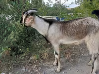 Koza, Beetal goats — foto 6