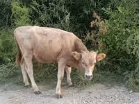 Bull, Cattle — photo 6