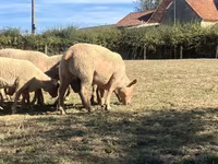 Ram, Charollais sheep — photo 2