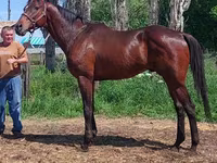 Pastuv, Thoroughbred horse — fotografija 6