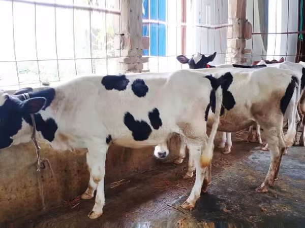 ላም, Holstein breed