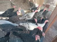 Turkeys — sawirka 5