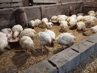 Chickens — الصورة 2