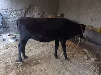 مویشی (گروپ، جنس مذکور نہیں), مویشی — تصویر 4