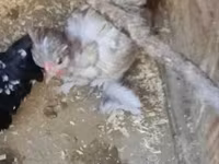 Chickens — Foto 1