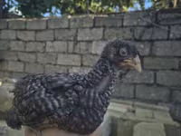 Chickens — акс 3