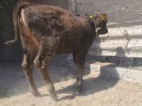 Býk, Swiss cattle — foto 2