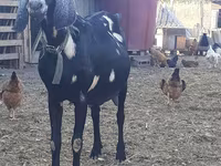 Get, Nubian Goat — foto 1